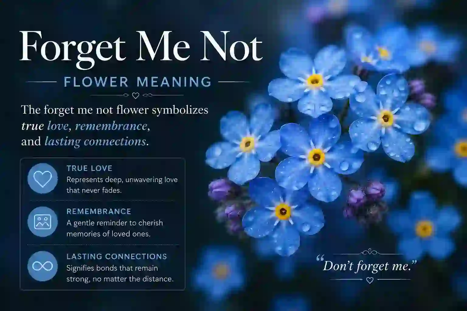 Forget Me Not Flower Meaning: Your Complete Guide to Its Deep Symbolism 1 Forget Me Not Flower Meaning